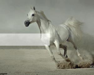 White Horse Running Powerpoint